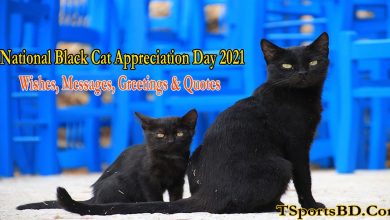 National Black Cat Appreciation Day 2022