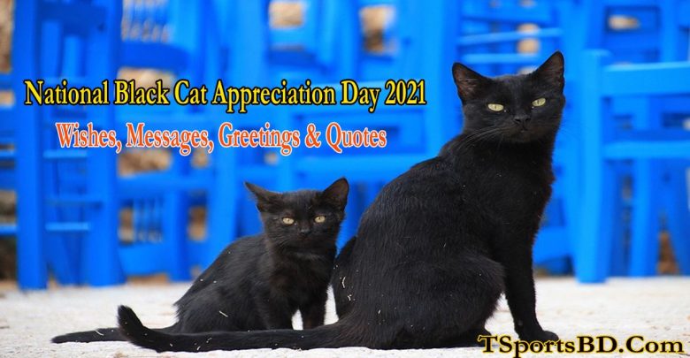 National Black Cat Appreciation Day 2022